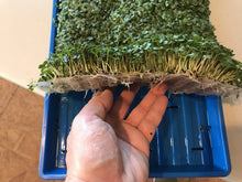 Load image into Gallery viewer, Harvesting is easy when using our Mesh Mediums.  Your Greens will lift up like a carpet, enabling you to cut very closely and maximize your yields.
