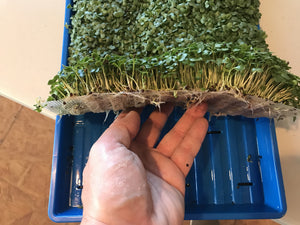 Harvesting is easy when using our Mesh Mediums.  Your Greens will lift up like a carpet, enabling you to cut very closely and maximize your yields.